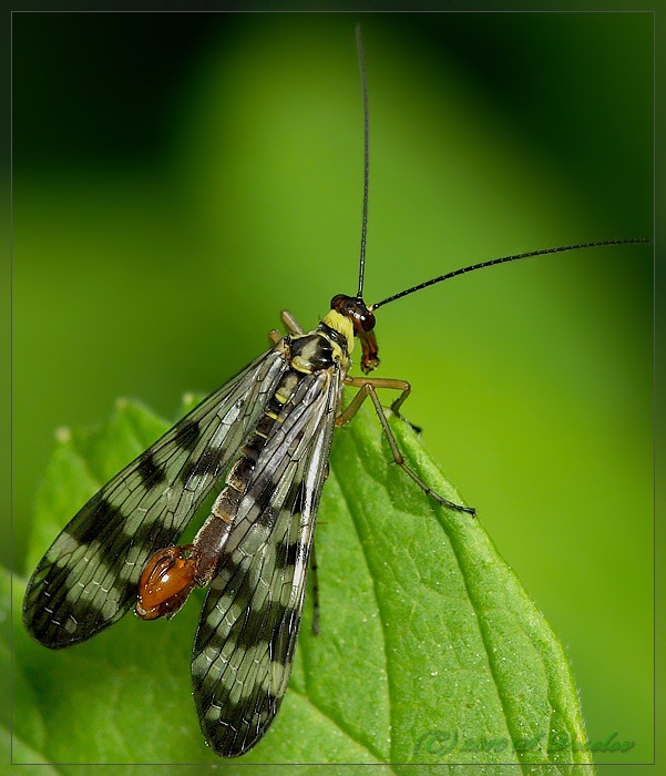 Panorpa communis - Gemeinsame Skorpionnitsa