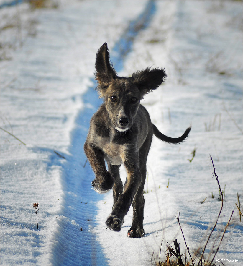 Und schweben Ohren wie Segel ...