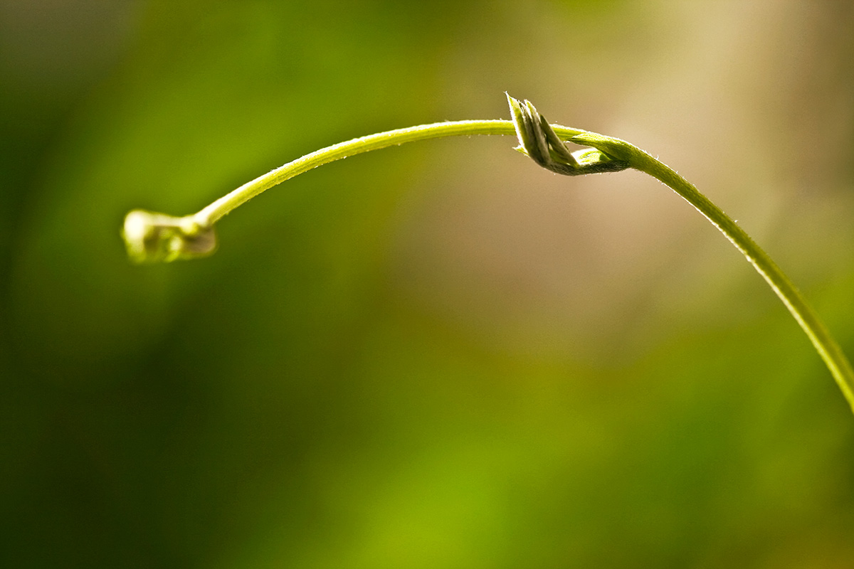 Nimm meine Hand, bringt mir das Licht ...