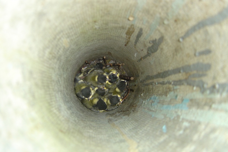 in Gefangenschaft geboren