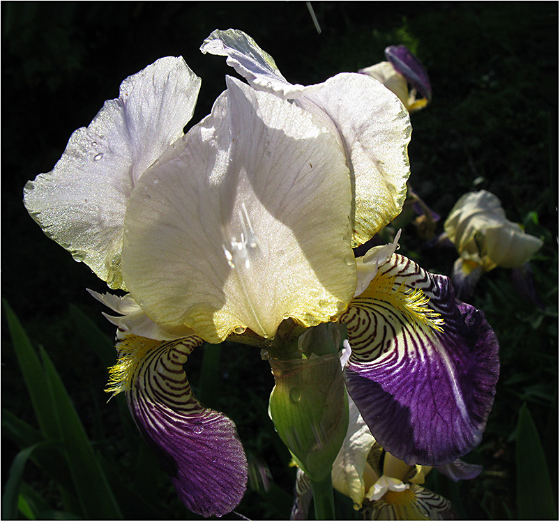 Iris