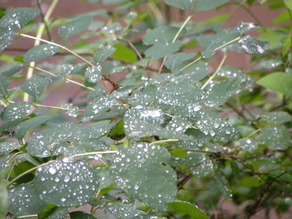 Perlentränentröpfchen regen