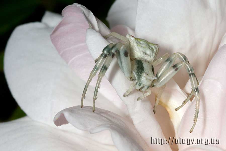 Es lebe die Mimikry!