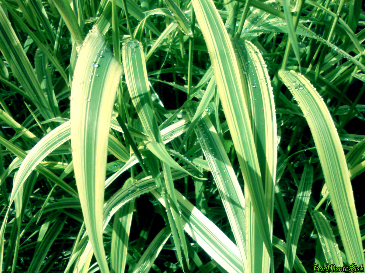 Das Gras am Haus ...