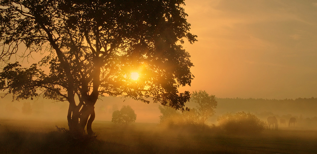 Wo wie ein Nebel in das Tal der Sleepy ...