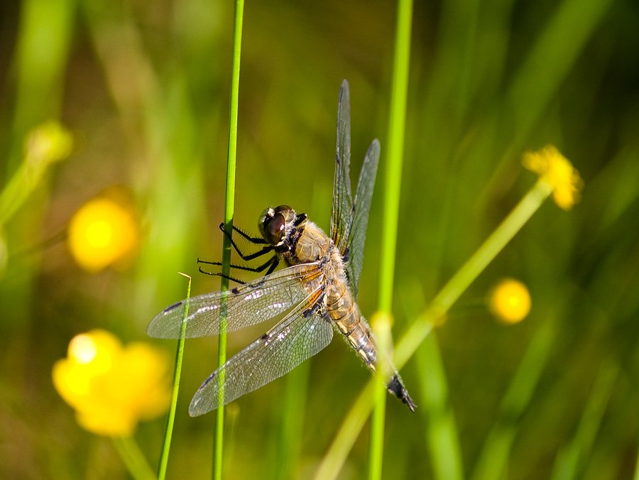 napilasya ich betrunken bin ...