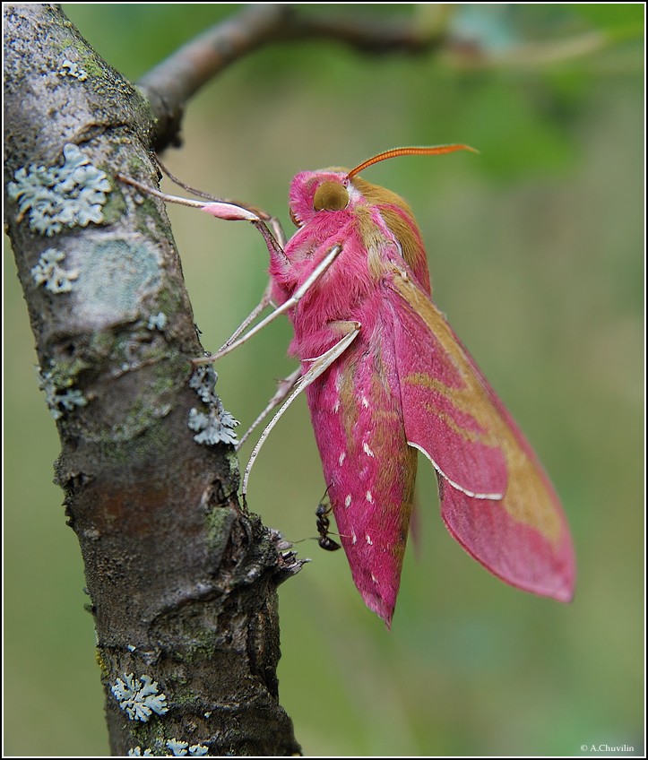 Ich habe noch Zeit für diese Boeing)