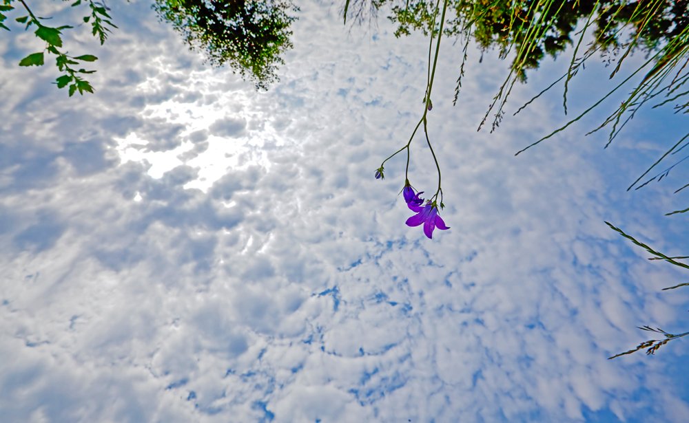 Blumen in den Himmel