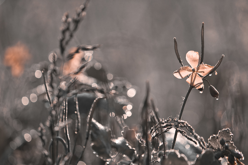 kann diese traurige ...