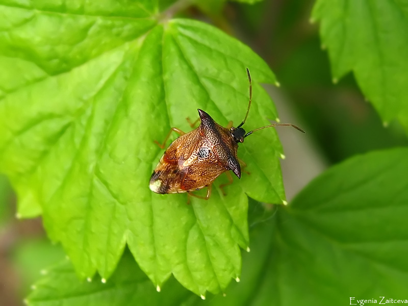 Verteidiger Woody Rotschopf