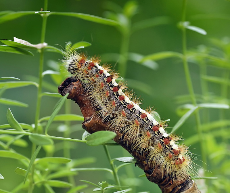Weiße Sonne der Wüste ...