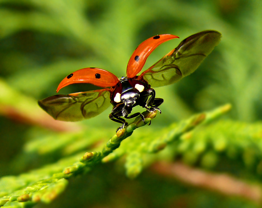 Marienkäfer Coccinella septempunctata semitochechnaya