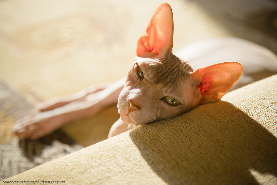 koshkognus und Sonnenbaden