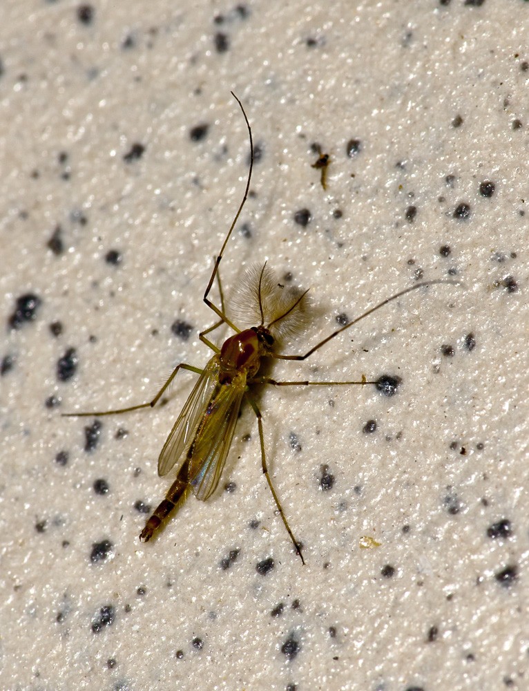 Nun, ein sehr kleines Insekt