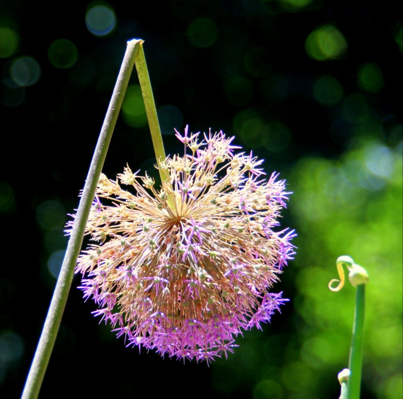 Welken und Wiederaufleben