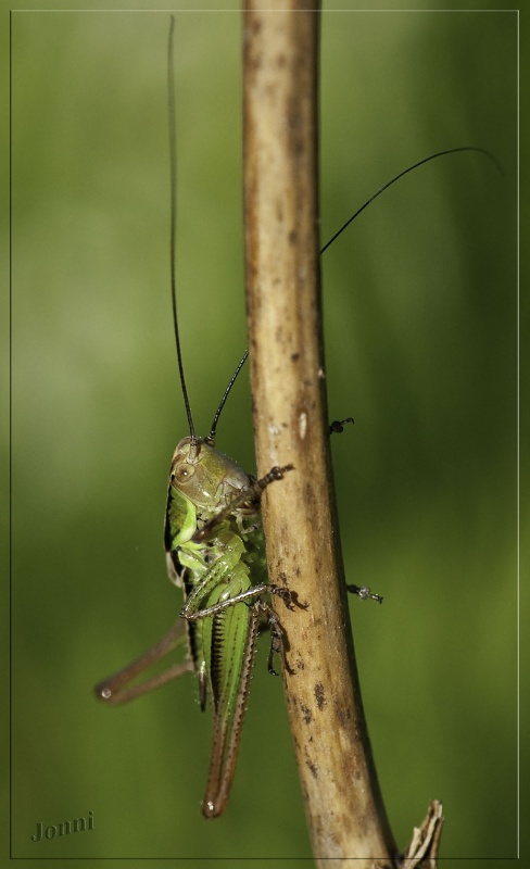 Über Geschwätz und Grün