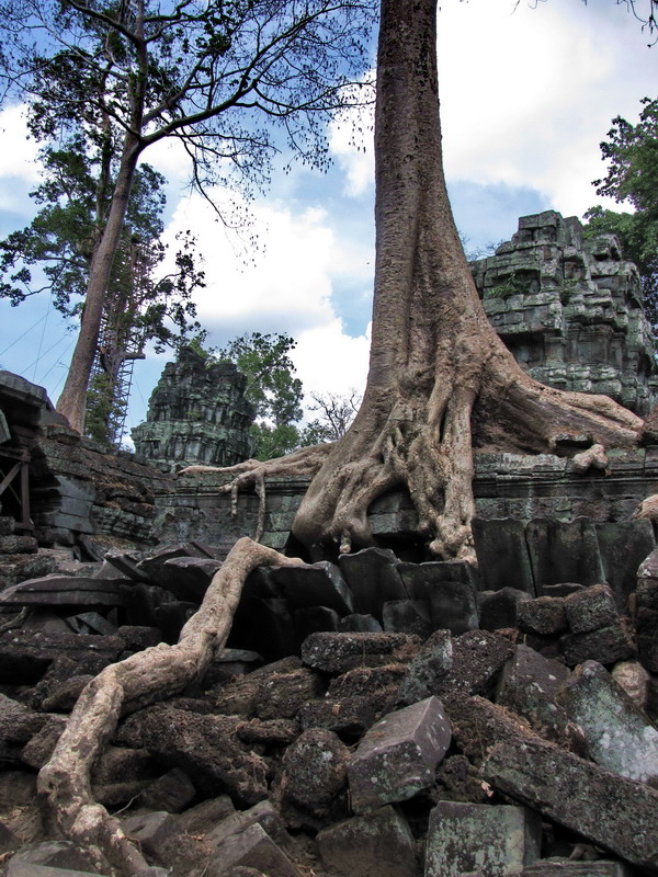 Tentacles des Dschungels