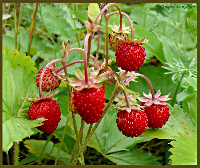 Strawberry fields forever