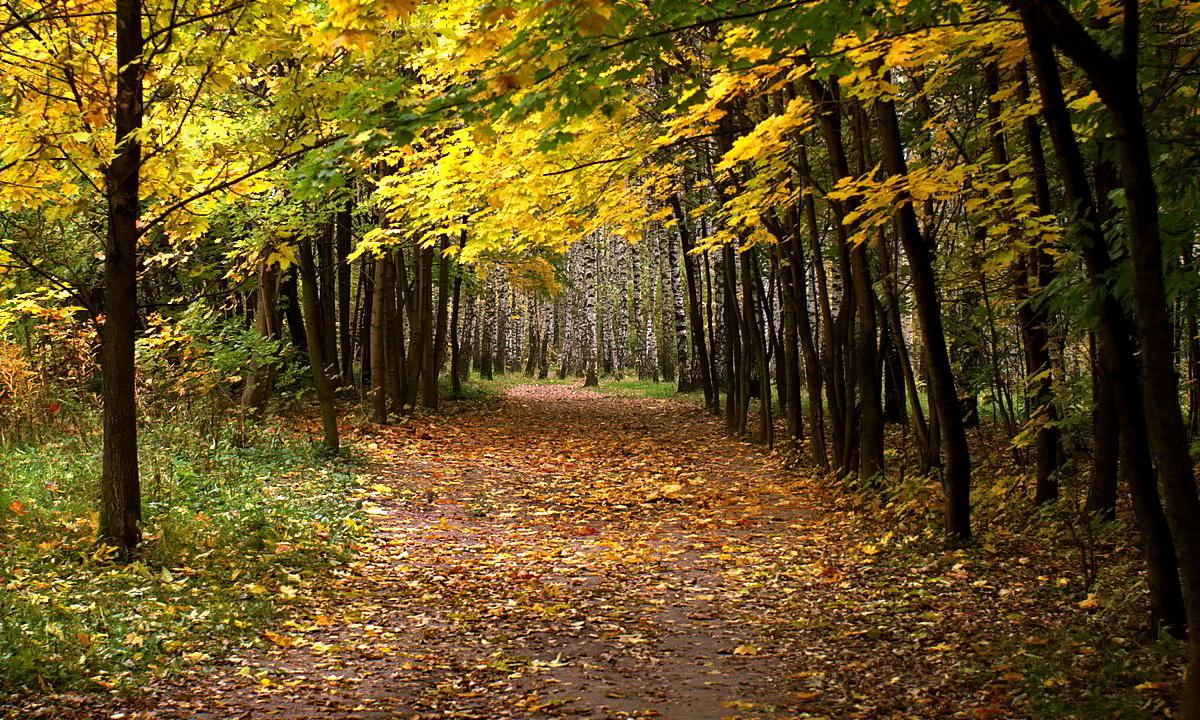 Erfreuliche mir dein Abschiedsbrief Schönheit ...