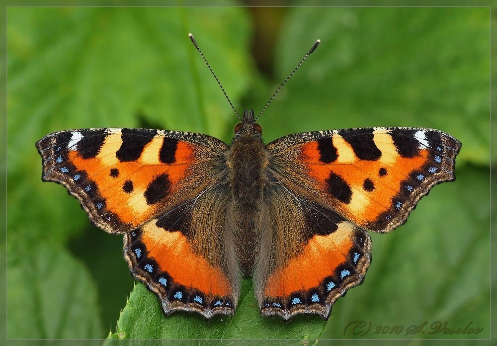 Full Frontal (Aglais urticae - Urtikaria)