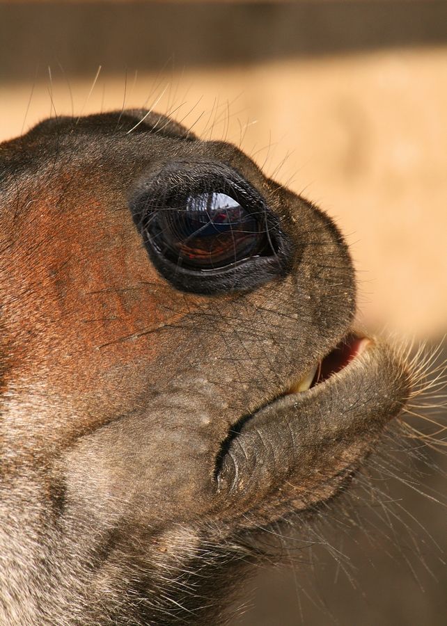 saharnotrosnikovy Shrike gubastik