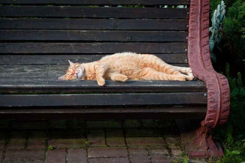 Ein Sommernachtstraum ruhig