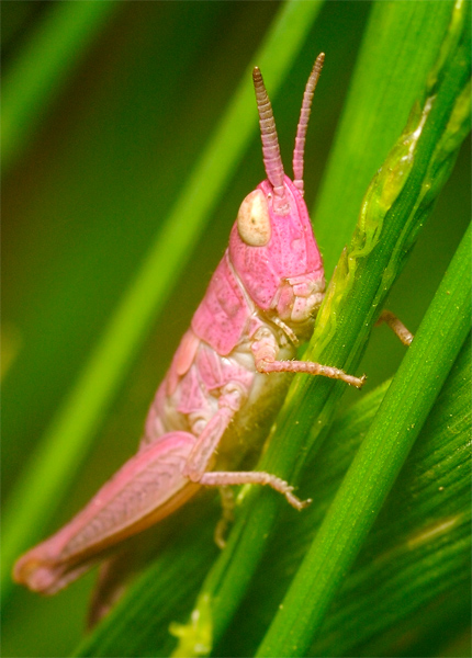 Grasshopper für Blondinen