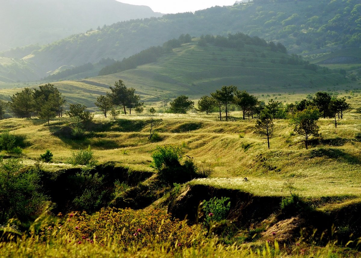 Wo die Tannen und Bergen ...
