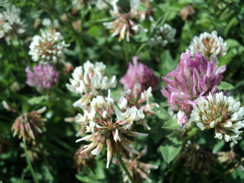 Der Geruch von Sommer