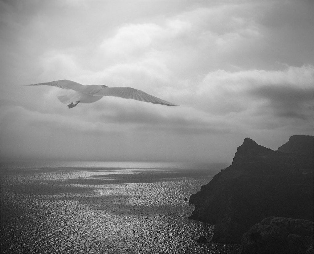 Phantom Balaklawa Möwen ...