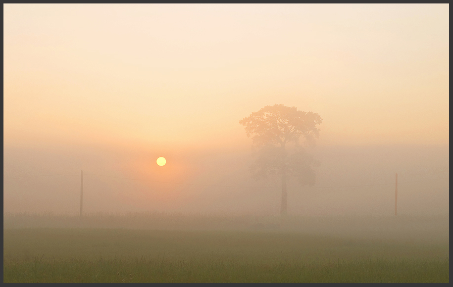 Bäume und die Sterne.