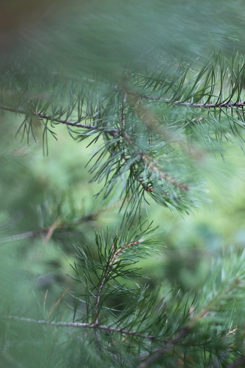 Weihnachtsbaum-Sticks