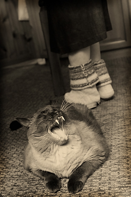 Tag gefüllt Großmutter