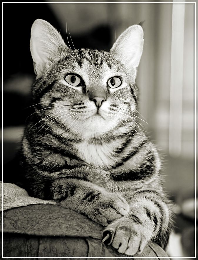 Portrait eines Freundes