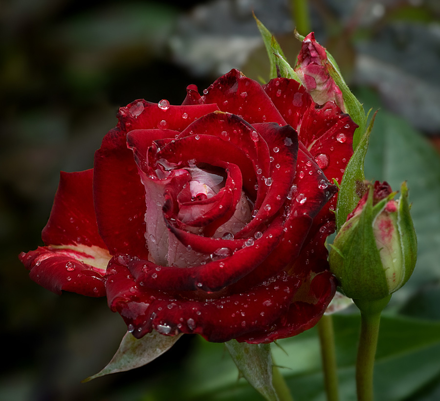 Regen pokapal und weitergegeben ...