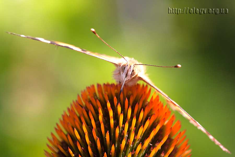 Nun, was ist nicht Stealth?