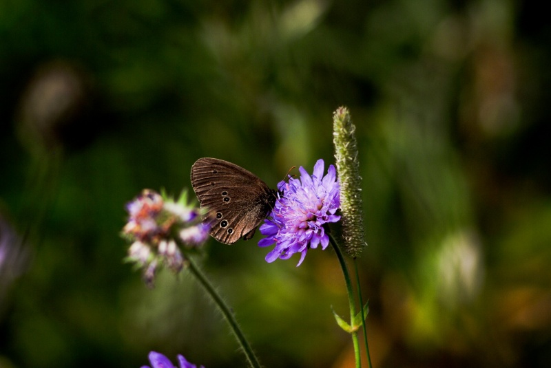 Schmetterling