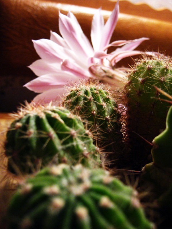 eine Blume zwischen den Dornen