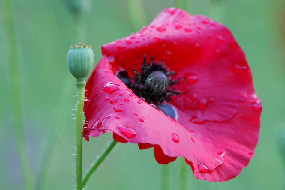 von Mohn und dem regen