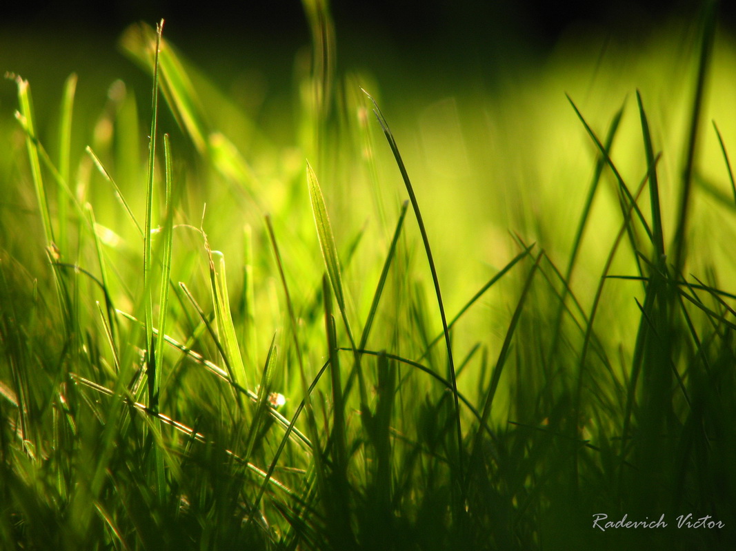Gras