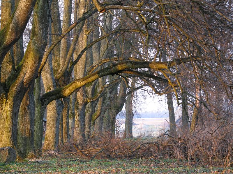 Grushevka. Alte Allee