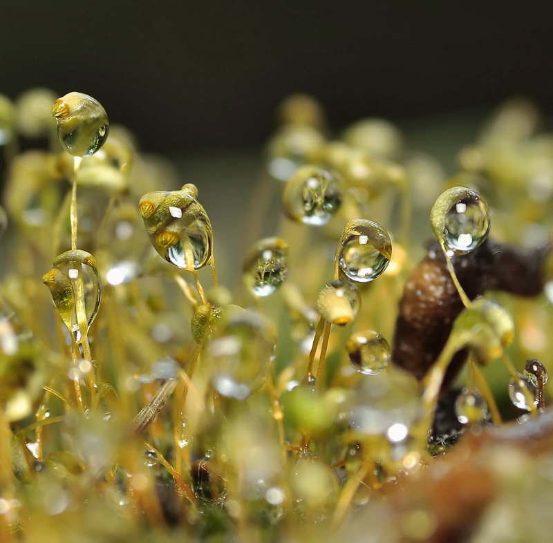 Frugal Green chelovechik ..