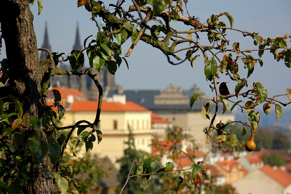 Porträt einer Birne vor dem Hintergrund der Stadt