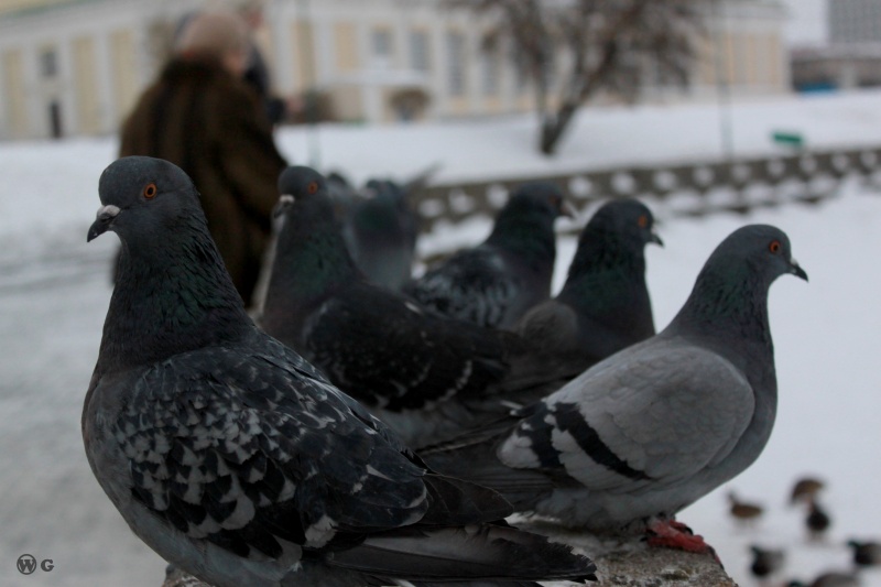 Geschultes Tauben