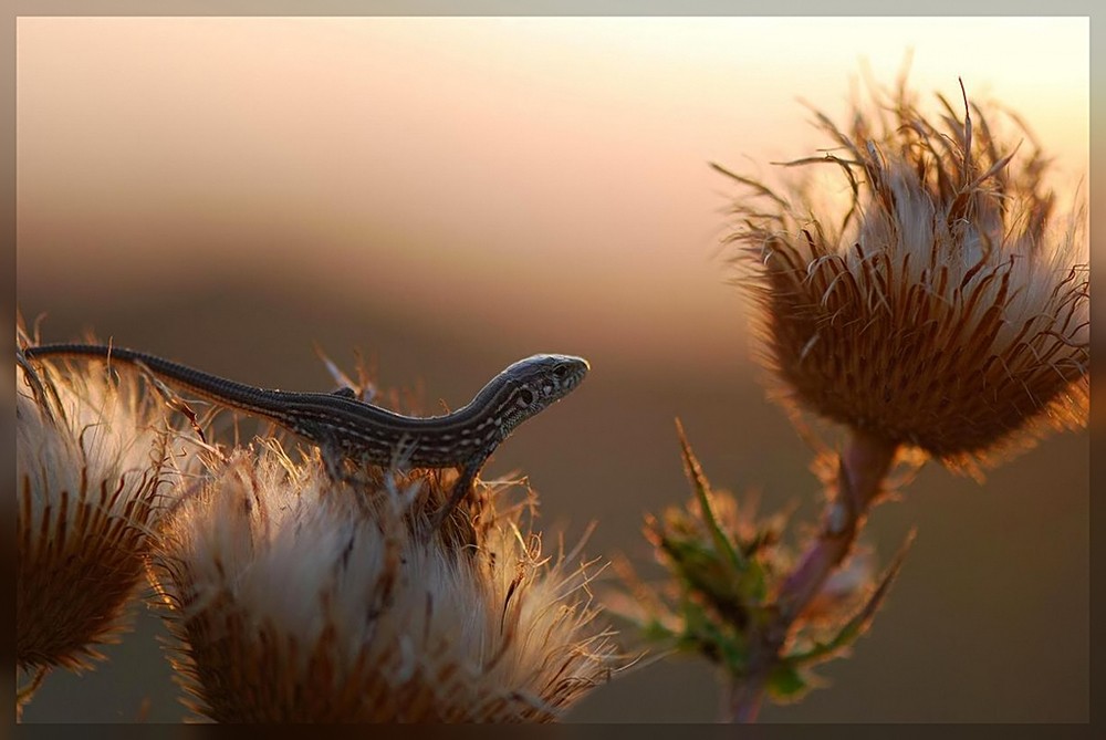 Woher kommt der Sommer ....