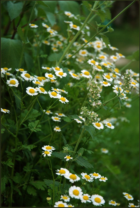 Las flores campestres