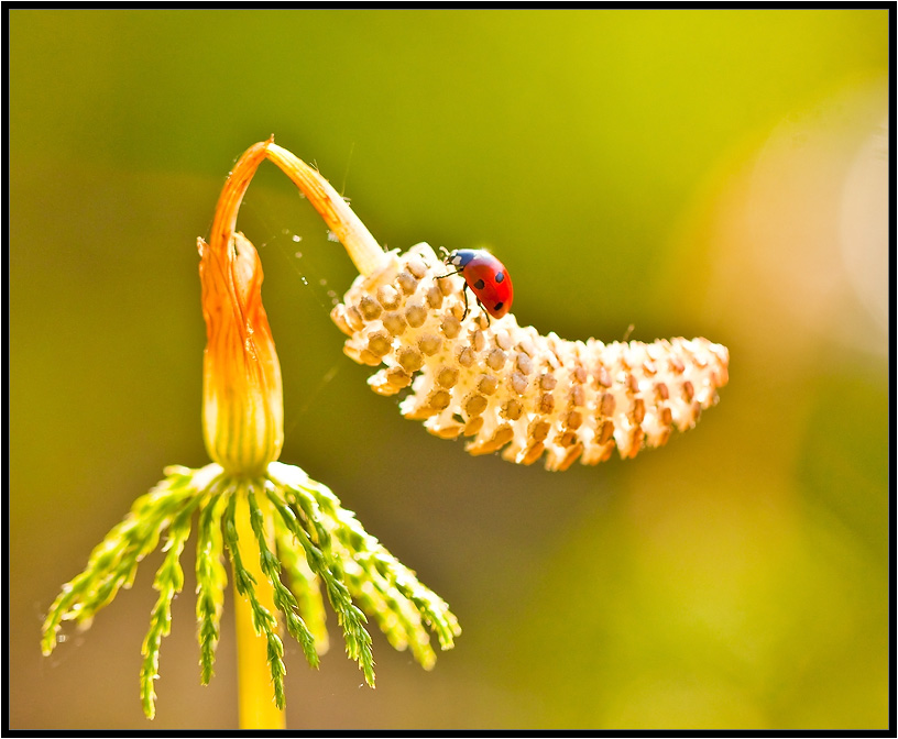 Göttlichen Funken ...