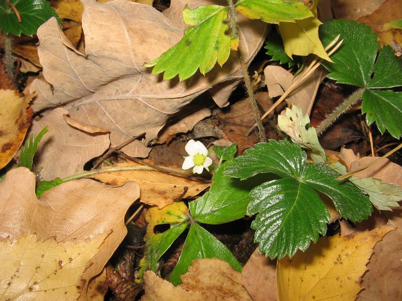 Im vergangenen Sommer, hallo