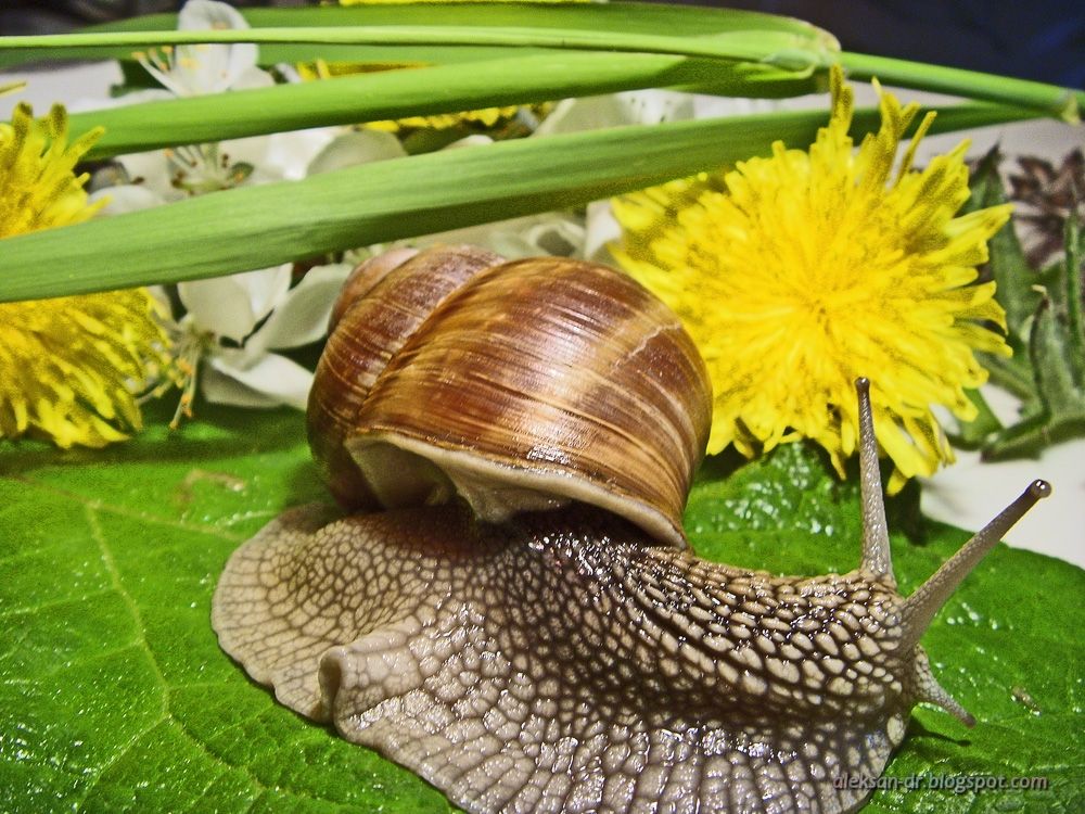 Stillleben mit einer Schnecke-1