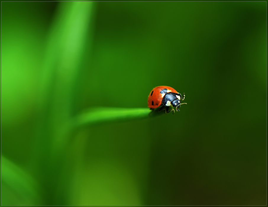 Bewohnen grünen Planeten ..
